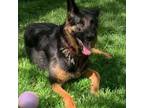 Adopt Emmy a German Shepherd Dog