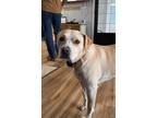 Adopt Tia AKA Annie a Labrador Retriever