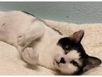 Adopt Daisy Doo a Domestic Short Hair