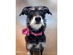 Adopt Deana a Wirehaired Terrier, Mixed Breed
