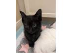 Adopt Yelana a Domestic Short Hair