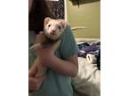 Adopt Snowflake (Bonded with Wozzle) a Ferret