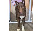 Adopt Kahlua a Chocolate Labrador Retriever, Husky