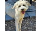 Adopt Mazie May a Standard Poodle, Yellow Labrador Retriever