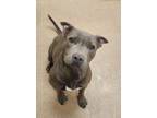 Adopt Charlie a Pit Bull Terrier