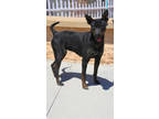 Adopt Wynonna a Bull Terrier, Australian Cattle Dog / Blue Heeler