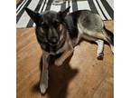 Adopt Juno a German Shepherd Dog