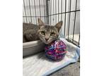 Adopt Cloud a Tabby