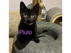 Adopt Pluto a Domestic Short Hair