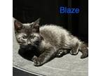 Adopt Blaze a Domestic Short Hair