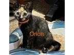 Adopt Orion a Domestic Short Hair