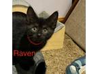 Adopt Raven a Domestic Short Hair