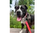 Adopt ANGEL a American Bully, American Staffordshire Terrier