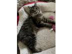 Adopt Alexandria a Domestic Medium Hair