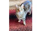 Adopt Cadbury a Domestic Short Hair