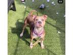 Adopt Spiral a Pit Bull Terrier