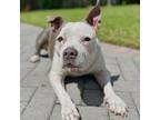 Adopt Kalinka a American Staffordshire Terrier