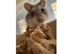 Adopt Merry a Hamster, Dwarf Hamster