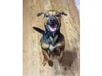 Adopt Pennie a Beagle, Patterdale Terrier / Fell Terrier