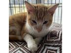 Adopt Sherbie a Domestic Short Hair