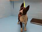 Adopt A533516 a Australian Cattle Dog / Blue Heeler, Pit Bull Terrier