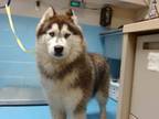 Adopt A533493 a Siberian Husky