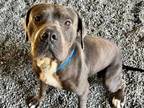 Adopt PABLO a Cane Corso, Pit Bull Terrier