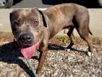 Adopt A533537 a Pit Bull Terrier