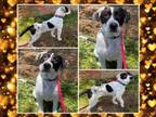 Adopt BARON a Great Dane, Mixed Breed