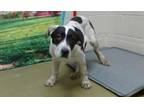 Adopt A533572 a Great Dane, Mixed Breed