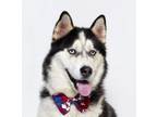 Adopt BLUEY a Siberian Husky