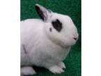 Adopt NEPTUNE a Bunny Rabbit