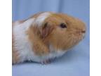 Adopt GRENAS a Guinea Pig