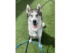 Adopt Biscuit a Siberian Husky