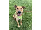 Adopt Zen a Labrador Retriever, Shepherd