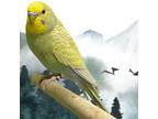 Adopt LORD OF THE WINGS a Parakeet (Other)