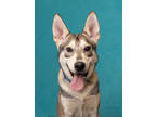 Adopt Batman a Husky, Mixed Breed