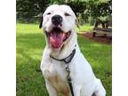 Adopt Tyson a Mixed Breed