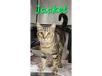 Adopt JACKET a Domestic Short Hair