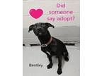 Adopt BENTLEY a Labrador Retriever, Mixed Breed