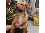 Adopt Ash a Labrador Retriever, Rottweiler