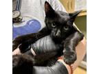 Adopt Guppy a Domestic Short Hair