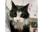 Adopt Bernito a Domestic Medium Hair