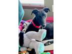 Adopt Guinness a Greyhound