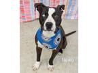 Adopt Neiko a American Staffordshire Terrier, Australian Shepherd