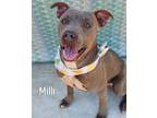 Adopt Milli a Pit Bull Terrier