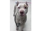 Adopt Gizmo a Pit Bull Terrier, Mixed Breed