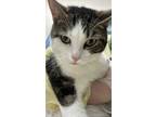 Adopt Ceasar a Domestic Short Hair