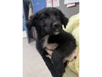 Adopt Marty a Border Collie, Mixed Breed