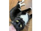 Adopt Appa a Domestic Short Hair